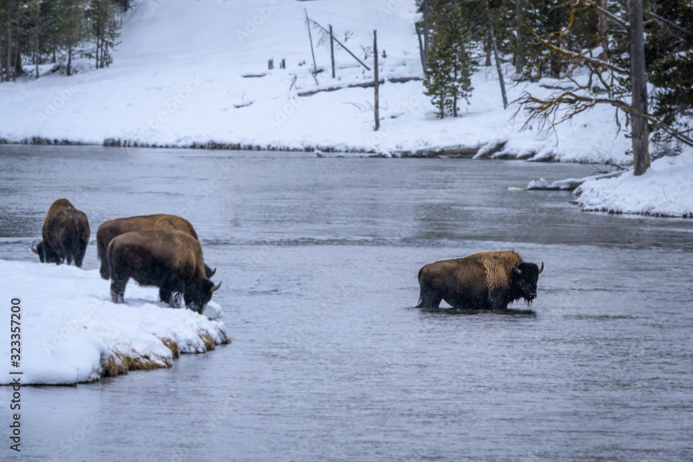 A bison in Yellowstone National Park in winter crossing the river A bison in Yellowstone National Park in winter crossing the river