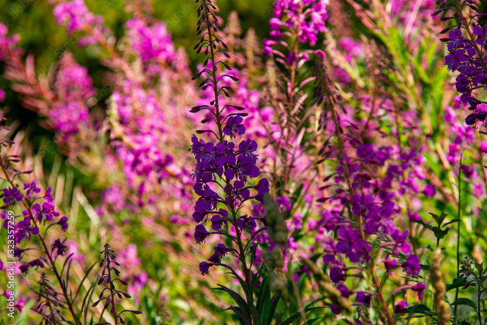 Obraz premium Close-up of a cluster of pink and purple flowers