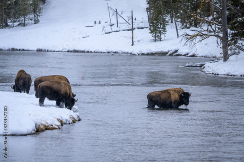 A bison in Yellowstone National Park in winter crossing the river