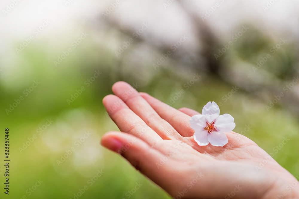 Pink and white cherry and sakura flower blossoms Lay on the hand of the girl in garden background.Concept of Spring season of Japan.