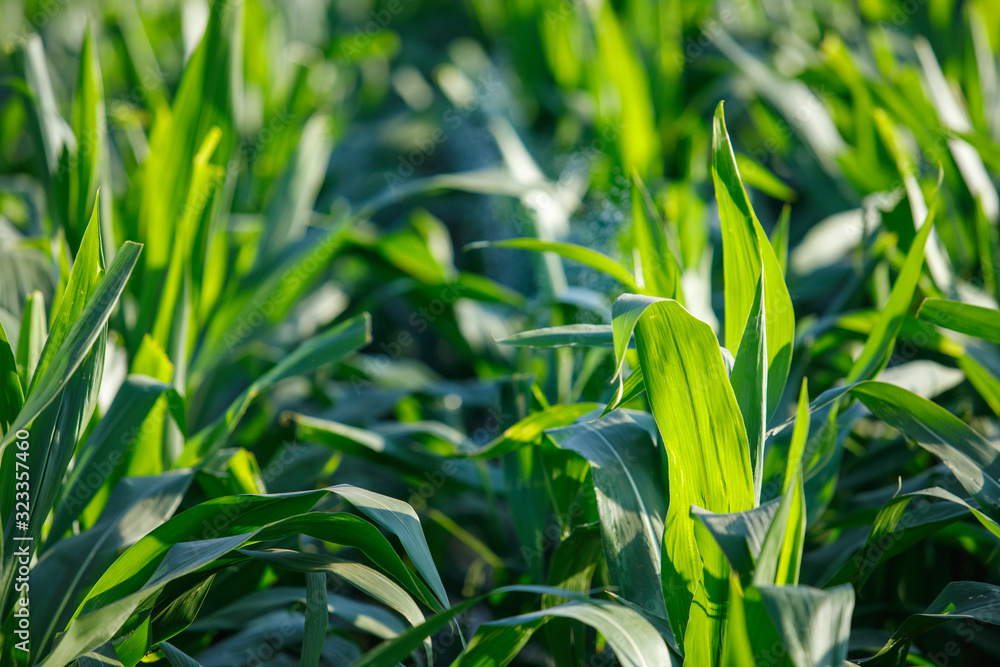 Leaves of young corn ,close-up corn field in sunset,Green corn field Leaves of young corn ,close-up corn field in sunset,Green corn field