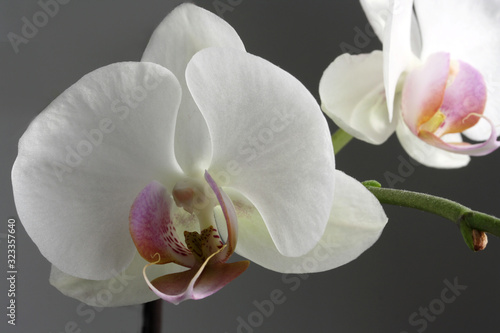 Blossoms of beautiful white orchids