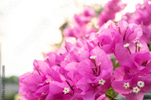 Blooming bougainvillea.Magenta bougainvillea flowers.Bougainvillea flowers as a background.Floral background