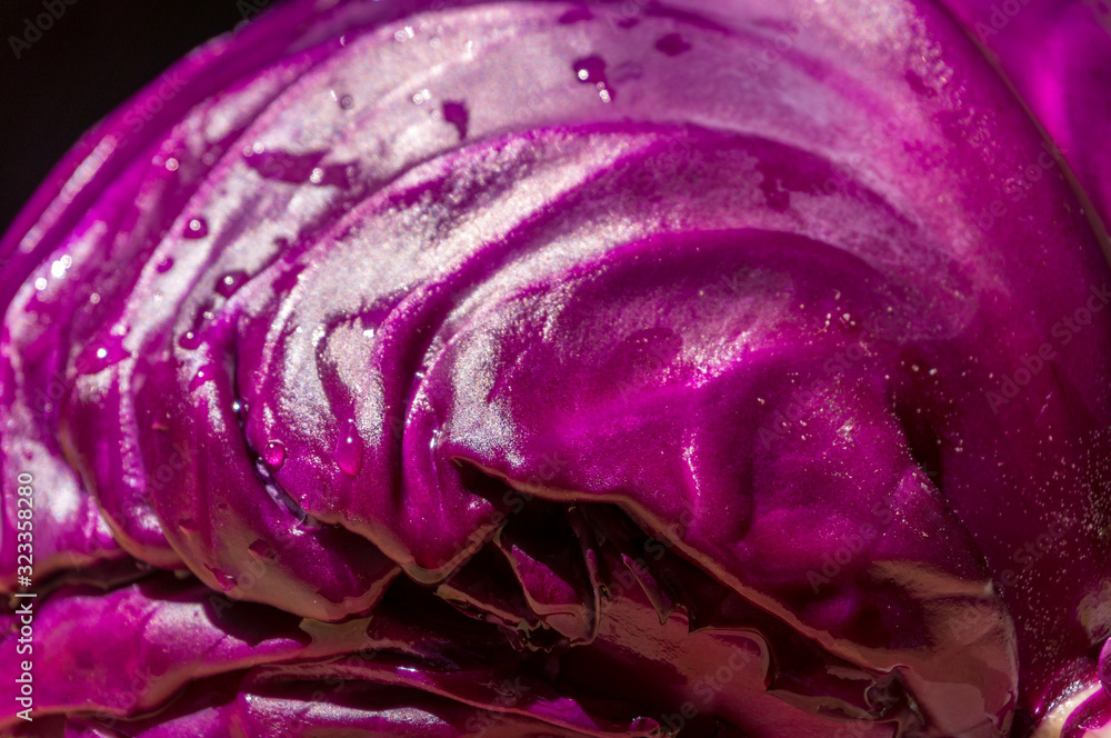 Obraz premium Purple wet shiny organic texture background. Red purple cabbage close up