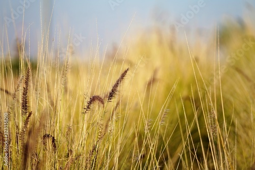 bright field of wheat in sunlight