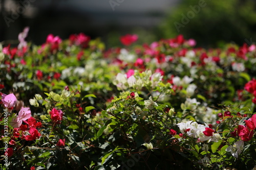 Flowers in the garden