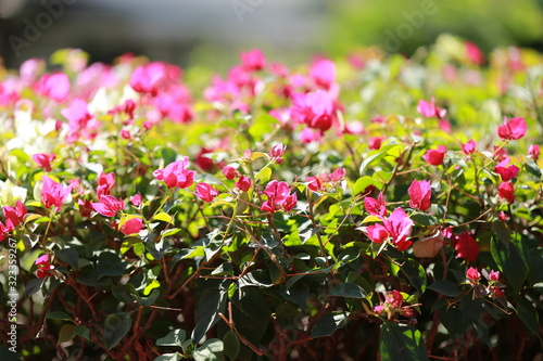 Flowers in the garden