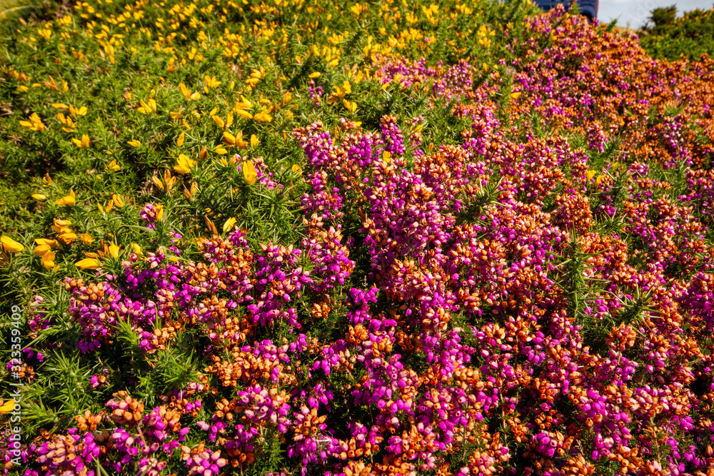 Purple and yellow flowers in a field 