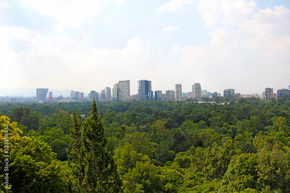 Obraz premium Forest