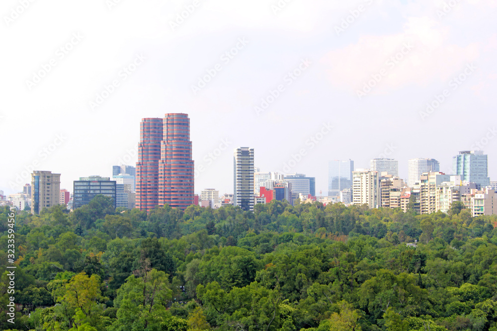 Fototapeta premium Forest