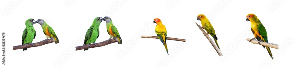 Fototapeta premium Beautiful parrots on brunch with white background.