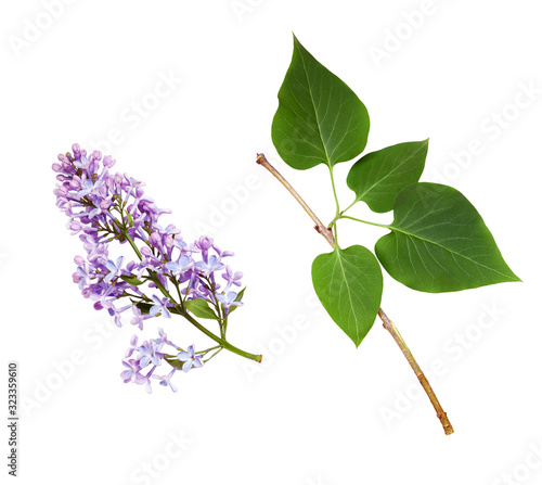 Set of lilac flowers and le...