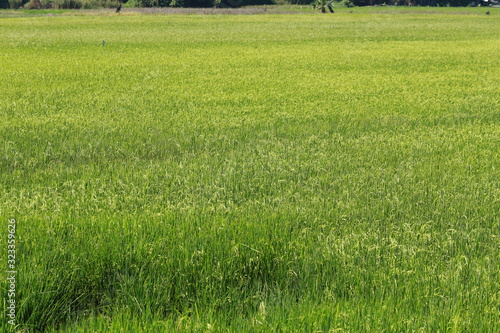 Rice field in the center of Thailand