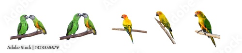 Beautiful parrots on brunch with white background.