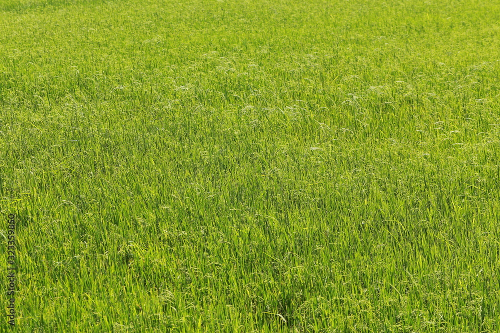 Rice field in the center of Thailand Rice field in the center of Thailand
