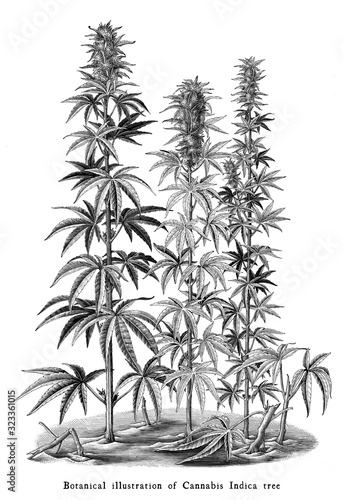 Cannabis Indica tree botanical vintage engraving illustration black and white clip art isolated on white background