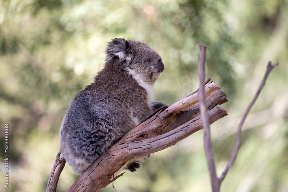Naklejka premium Australijska koala