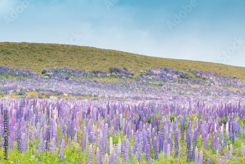 Natural full bloom lupine with mountain slope, New Zealand natural landscape background