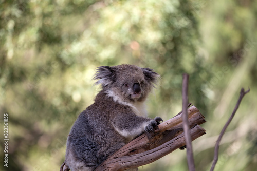Koala (Phascularctos cinereous) in a wildlife Sanctuary 