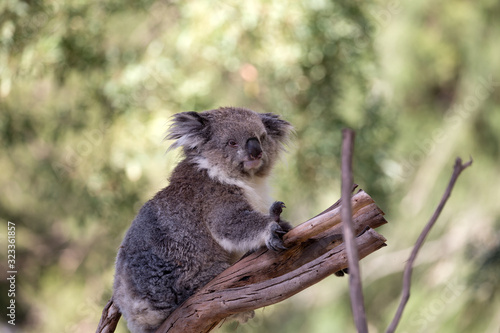 Photography Koala (Phascularctos cinereous) in a wildlife Sanctuary