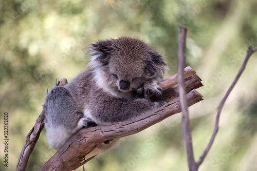 Canvas Print Koala (Phascularctos cinereous) in a wildlife Sanctuary