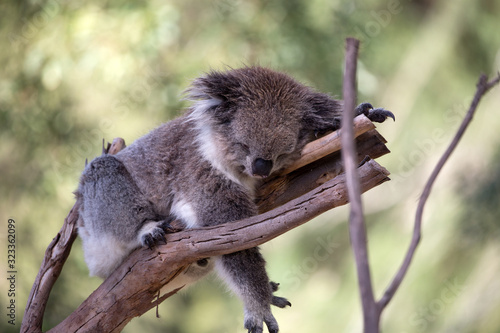 Photography An Australian Koala (Phascularctos cinereus)