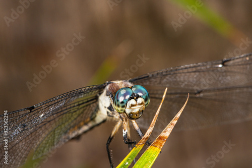 Dragonfly Macro