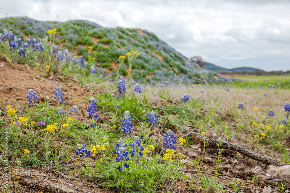 Obraz premium Poppies blooming in Spring