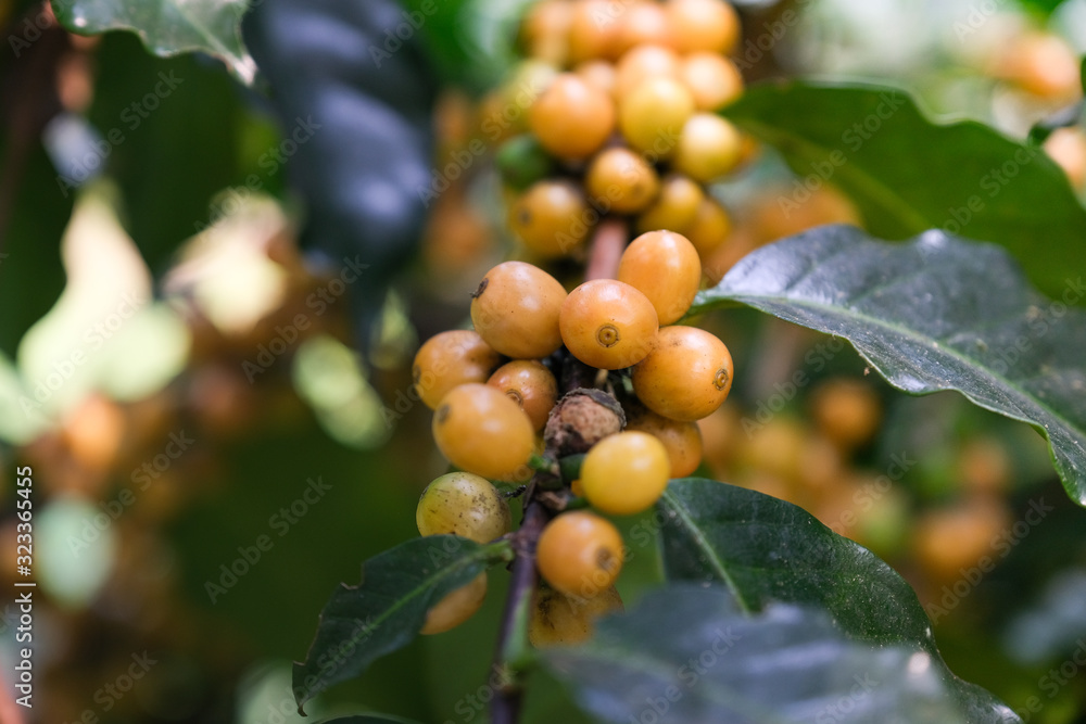 Fresh arabica coffee bean on coffee tree agriculture
