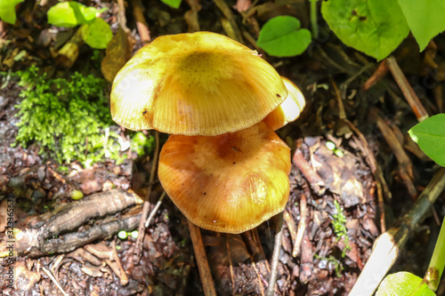 A mushroom 
