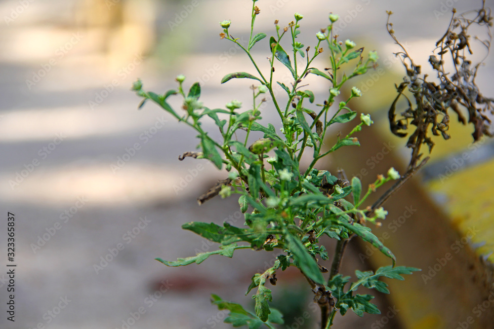 Plant Plant