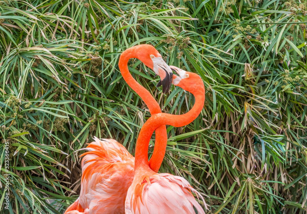 Obraz premium flamingo in water