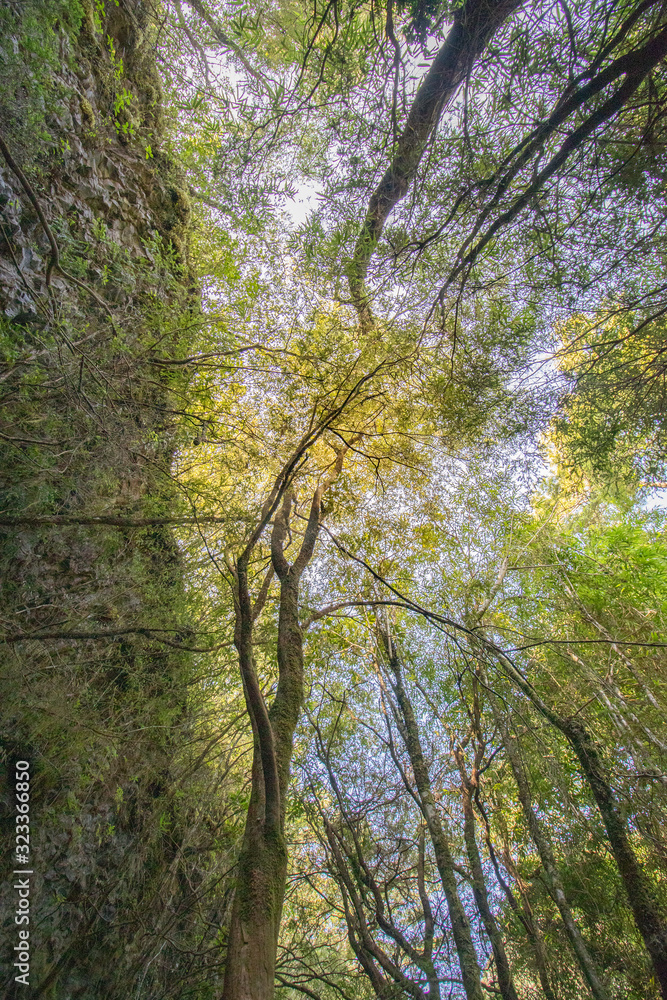 árboles en el bosque con plano nadir contrapicado y cielo de fondo árboles en el bosque con plano nadir contrapicado y cielo de fondo