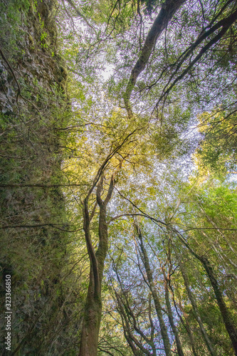 árboles en el bosque con plano nadir contrapicado y cielo de fondo photo