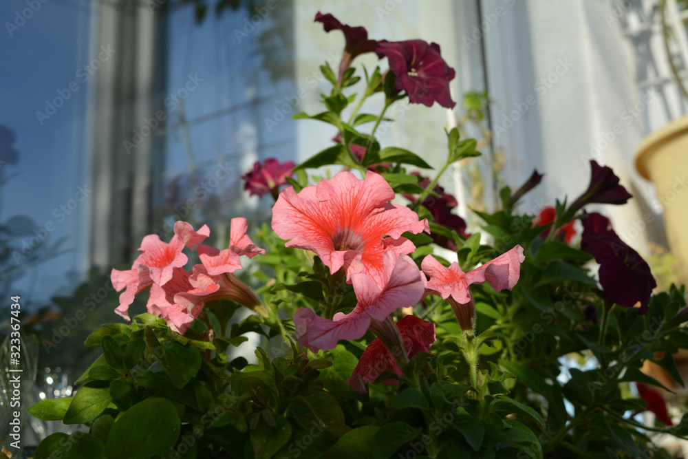 Petunias grow in small garden on the balcony. Beautiful flowers in sunny day.