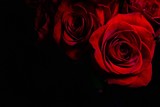 group of red roses with black background