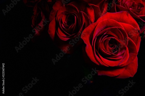 group of red roses with black background