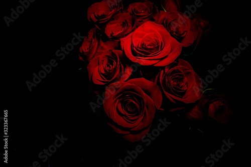 red roses with black background