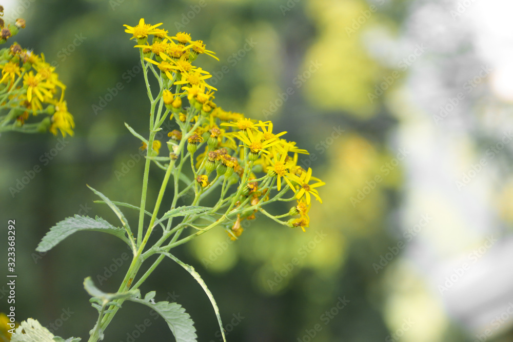 beautiful flower editing with lightroom and photoshop beautiful flower editing with lightroom and photoshop