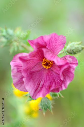 Poppies blooming in Spring