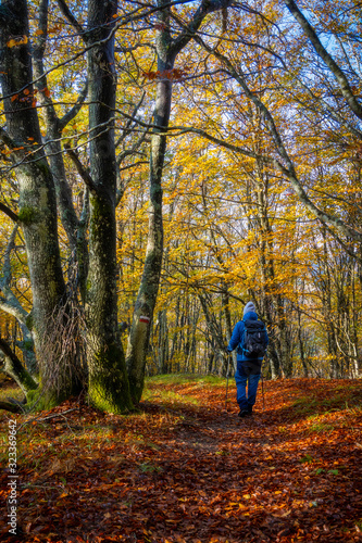 Foreste Casentinesi National Park, Badia Prataglia, Tuscany, Italy, Europe. One person is walking in the wood. © Salvatore Leanza
