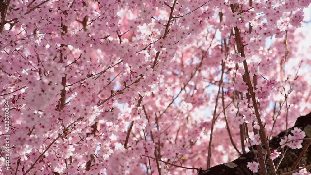 Branches with pink cherry blossoms swing in the wind. Branches with pink cherry blossoms swing in the wind.