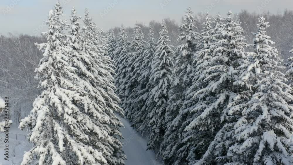 Aerial view of a frozen forest with snow covered trees at winter. Flight above winter forest top view. Aerial view of a frozen forest with snow covered trees at winter. Flight above winter forest top view.