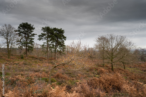 Εκτύπωση καμβά Bent over silver birch on lowland heathland