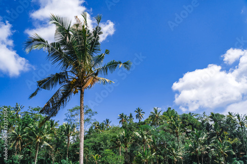 Coconut tree on a background of jungle and blue sky. Tropical nature background