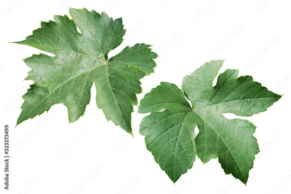 Fresh Grape Leaves Isolated on White Background Fresh Grape Leaves Isolated on White Background