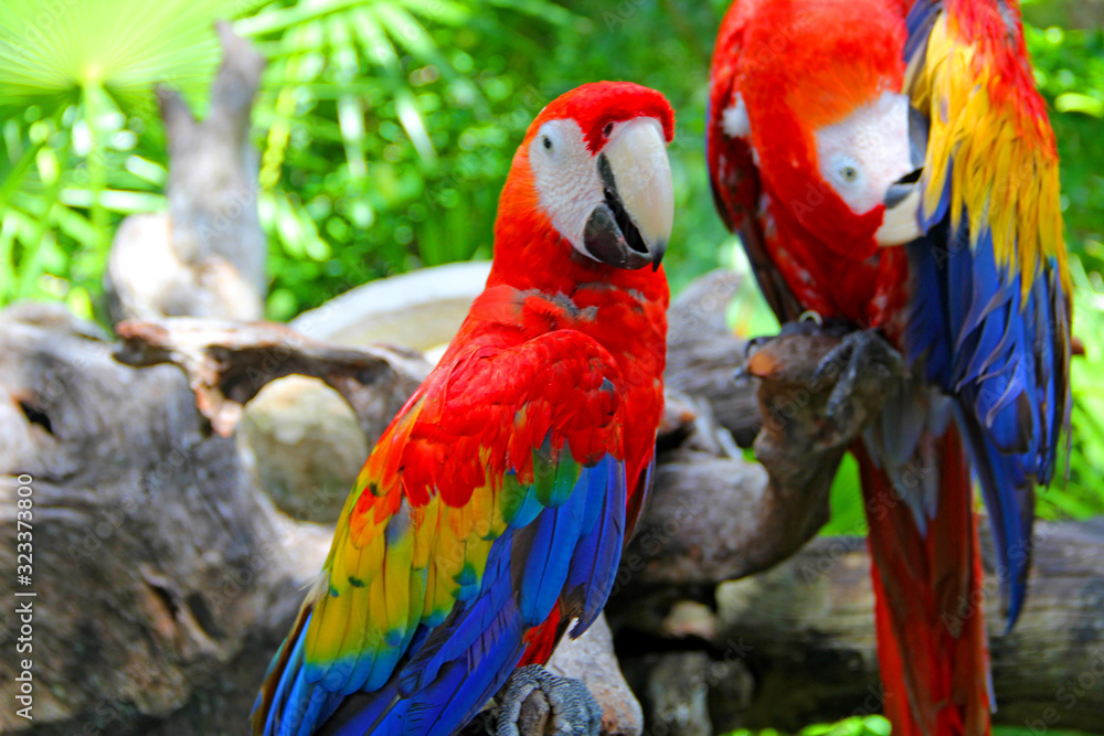 Obraz premium parrot