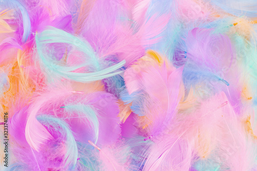 Colorful feather background, isolated on white. © Nikolay