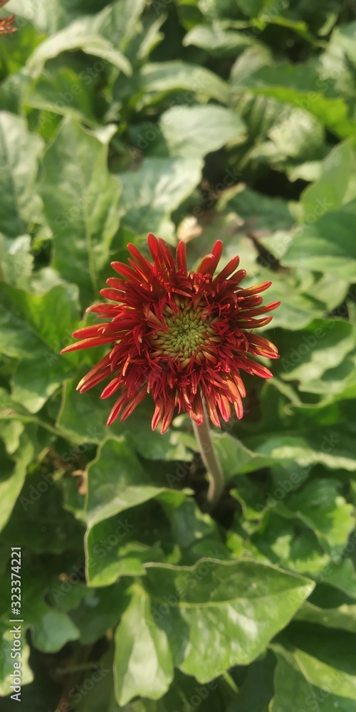 red flower in garden red flower in garden