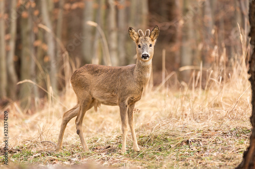 Fototapeta Naklejka Na Ścianę i Meble -  Roe deer (Capreolus, capreolus) stands on a mountain meadow. In the background is a pine forest. Wildlife scenery